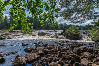 İsveç 'teki bir nehirden güneşli yaz manzarası, yemyeşil dalları ve sifon suyuyla