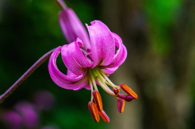 Pembe bir Türk 'ün parlak turuncu desenli nilüferinin detaylarıyla detaylandırılmış.