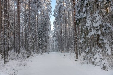 İsveç 'te bir ormanı geçen kar kaplı toprak yol, ağaçların üzerinde kalın bir kar tabakası ve açık mavi gökyüzünden gelen güzel bir ışık.