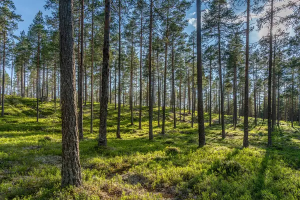 Kuzey İsveç 'te güzel ve bakımlı bir çam ormanı. Ormanın zemininde mavi gökyüzü ve güneş ışığı olan yabanmersini filizleri var.