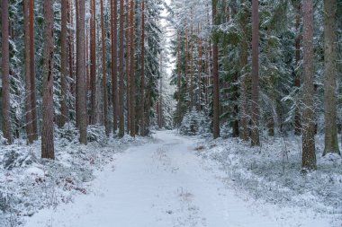 İsveç 'te karla kaplı bir çam ve köknar ormanının yanından geçen küçük bir yol ya da yol. Ağaçlara ve toprağa yeni yağmış karlar.