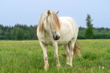 Yeşil bir tarlada uzun yeleli güzel beyaz İzlanda atı.