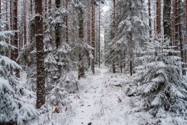 İsveç 'te çamlarla kaplı bir çam ve köknar ormanında, ağaçlara ve orman zeminine yeni yağmış karlarla temizleniyor.
