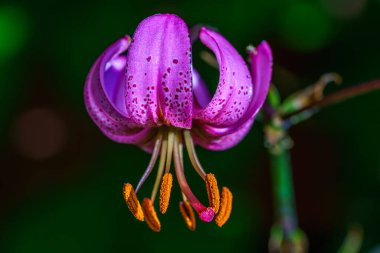 Pembe bir Türk 'ün parlak turuncu desenli nilüferinin detaylarıyla detaylandırılmış.