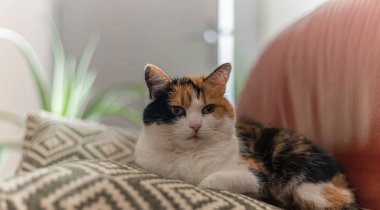 Güzel kedi kanepede dinleniyor.