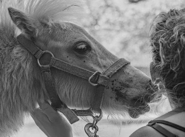 Svart Vitt Närbild Stor Kram Från Baby Shetland Ponny — Stockfoto