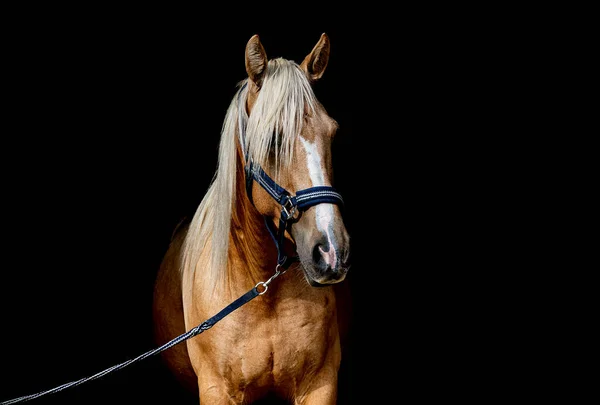 Retrato Belo Cavalo Sobre Fundo Preto — Fotografia de Stock
