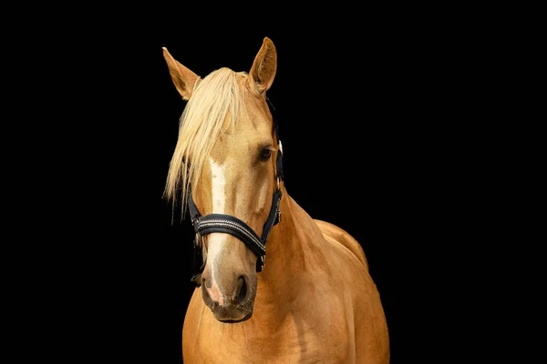 Close-up de um rosto de cavalo, frente da cabeça do cavalo marrom em fundo  branco isolado