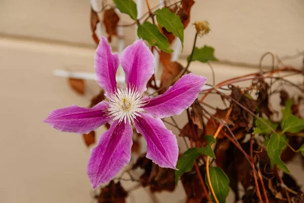 Beautiful Flowers Perennial Clematis Vines Garden House Pink Purple White Jogdíjmentes Stock Képek