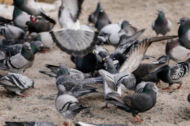 Flock of gray pigeons fight for food on dirty snow in winter day, birds peck at piece of bread and food crumbs in city center of Prague, pigeons sort things out and flap their wings, urban landscape