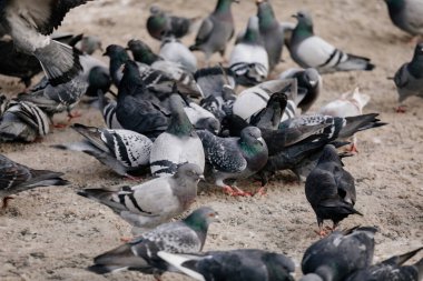 Flock of gray pigeons fight for food on dirty snow in winter day, birds peck at piece of bread and food crumbs in city center of Prague, pigeons sort things out and flap their wings, urban landscape