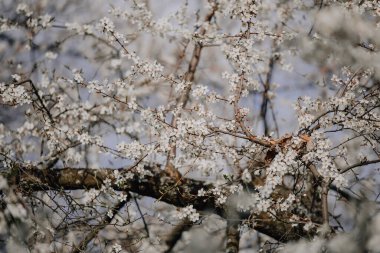 Prag 'daki Petrin Tepesi' nde çiçek açan kiraz, beyaz elma ve badem ağaçları beyaz güzel çiçekler meyve ağacı tam çiçek açmış. Japon bahar sahnesi, çiçek açan bir park ya da güneşli bir seminer bahçesi.