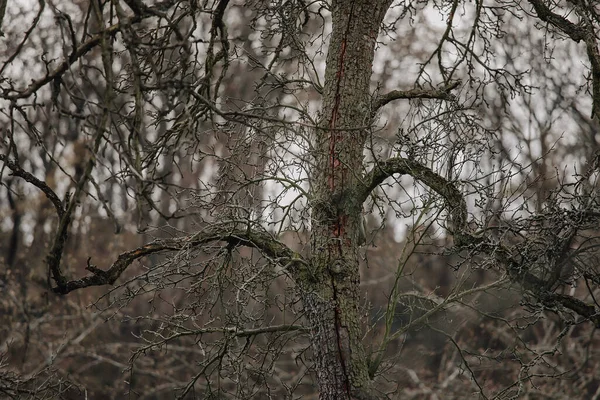 A withered bent tree with bent barren branches, Dead branch with blurred background close up, bent stem, Beautiful bark wooden texture. Selective focus. Small forest swamp