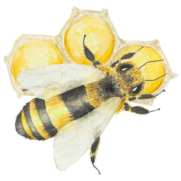 Акварельная Иллюстрация Меда Пчелы Рука Нарисована Изолирована Белом Фоне Отлично — стоковое фото