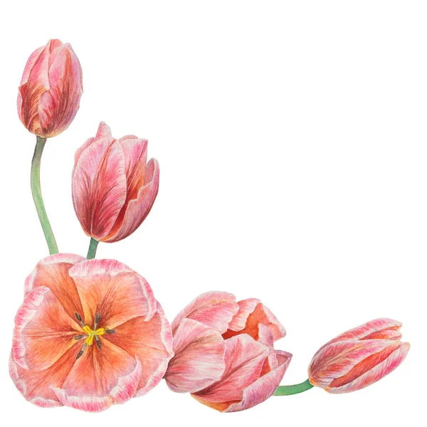 Ilustração Botânica Realista Desenhada Mão Aquarela Tulipa Rosa Isolada Fundo — Fotografia de Stock