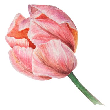 Tasarımınız, düğün ürünleriniz, kağıdınız, davetiyeleriniz, kartlarınız, kumaşlarınız, afişleriniz, anneler günü için kartlarınız için beyaz zemin üzerine izole edilmiş pembe lalenin suluboya gerçekçi botanik çizimi.