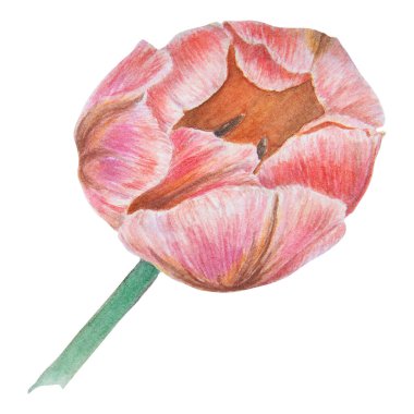 Tasarımınız, düğün ürünleriniz, kağıdınız, davetiyeleriniz, kartlarınız, kumaşlarınız, afişleriniz, anneler günü için kartlarınız için beyaz zemin üzerine izole edilmiş pembe lalenin suluboya gerçekçi botanik çizimi.