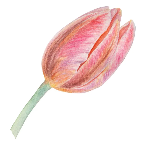 Ilustração Botânica Realista Aquarela Tulipa Rosa Isolada Fundo Branco Para — Fotografia de Stock