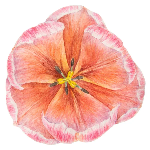 Реалістична Ботанічна Ілюстрація Рожевого Тюльпанів Білому Тлі Вашого Дизайну Весільних — стокове фото