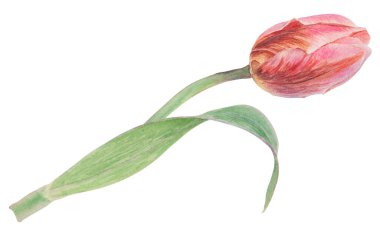 Watercolor realistic botanical illustration of pink tulip isolated on white background for your design, wedding print products, paper, invitations, cards, fabric, posters, card for Mothers day, March clipart