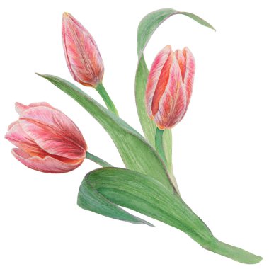 Tasarımınız, düğün ürünleriniz, kağıdınız, davetiyeleriniz, kartlarınız, kumaşlarınız, afişleriniz, anneler günü için kartlarınız için beyaz zemin üzerine izole edilmiş pembe lalenin suluboya gerçekçi botanik çizimi.