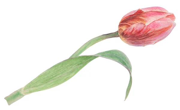 あなたのデザイン 結婚式のプリント製品 招待状 カード ファブリック ポスター 母の日のカード 3月のための白い背景に隔離されたピンクチューリップの水彩現実的な植物イラスト — ストック写真