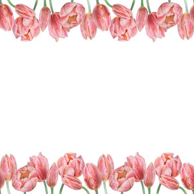 Pembe laleler suluboya ile boyalı, gerçekçi botanik el çizimi tasarım için beyaz zemin üzerinde izole edilmiş, düğün ürünleri, kağıt, davetiyeler, kartlar, kumaş