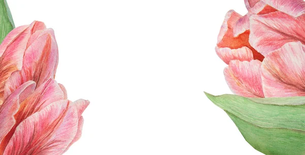 Pink tulips painted in watercolor, realistic botanical hand drawn illustration isolated on white background for design, wedding print products, paper, invitations, cards, fabric, posters, card for