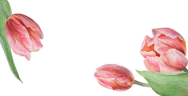 Pink tulips painted in watercolor, realistic botanical hand drawn illustration isolated on white background for design, wedding print products, paper, invitations, cards, fabric, posters, card for