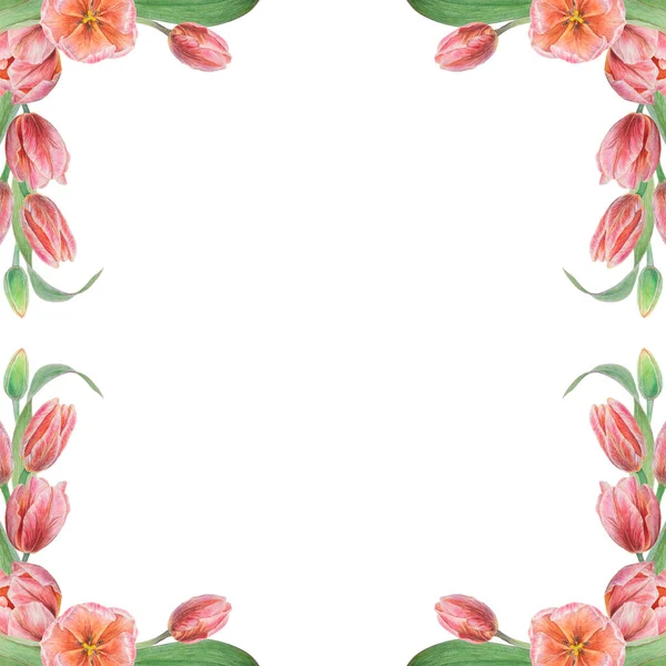 Tulipani Rosa Cornice Dipinta Acquerello Realistica Illustrazione Botanica Disegnata Mano — Foto Stock