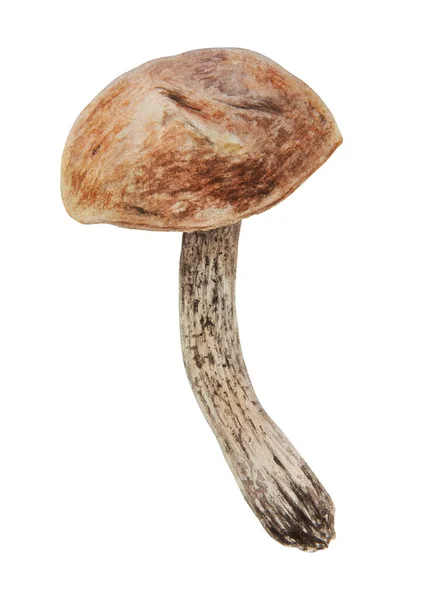 野生蘑菇水彩画手绘植物学现实的例证 在白色背景上被隔离的森林宝莲 非常适合印在面料 明信片 邀请函 食谱上 — 图库矢量图片