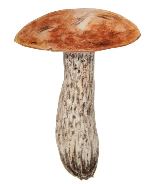 Wild Mushroom Watercolor Hand Drawn Botanical Realistic Illustration Forest Boletus — Stock Vector
