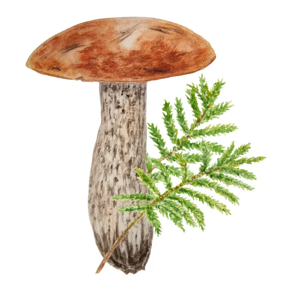 Divoké Houby Mech Akvarel Ručně Kreslené Botanické Realistické Ilustrace Lesní — Stock fotografie