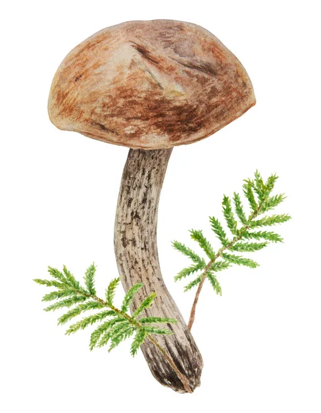 Divoké Houby Mech Akvarel Ručně Kreslené Botanické Realistické Ilustrace Lesní — Stock fotografie