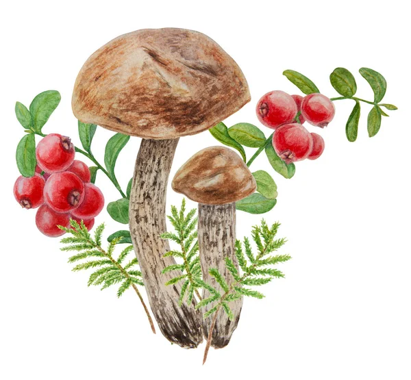 Divoké Houby Červené Divoké Bobule Mechové Akvarely Ručně Kreslené Botanické — Stock fotografie