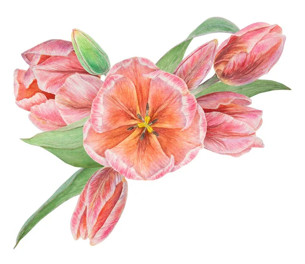 Реалістична Ботанічна Ілюстрація Рожевого Тюльпанів Білому Тлі Вашого Дизайну Весільних — стокове фото