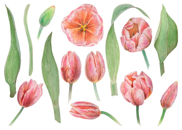 Набір Елементів Рожевих Тюльпанів Пофарбованих Акварель Реалістична Ілюстрація Намальована Ботанічною — стокове фото