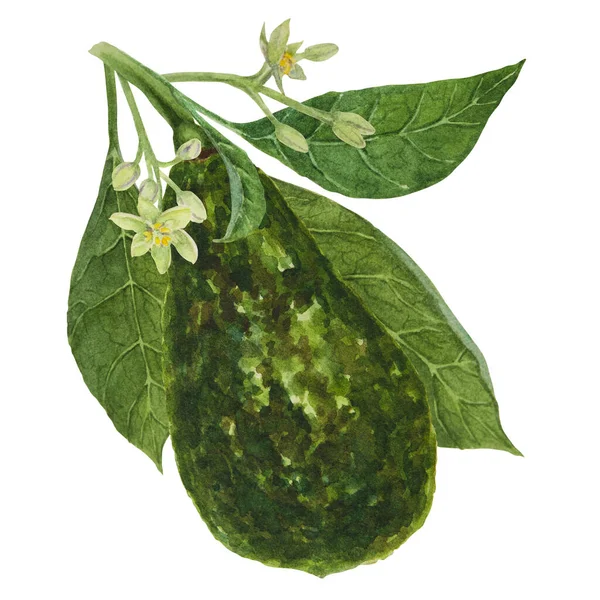 Αβοκάντο Φύλλα Και Λουλούδια Ακουαρέλα Χέρι Που Ρεαλιστική Απεικόνιση Πράσινη — Φωτογραφία Αρχείου