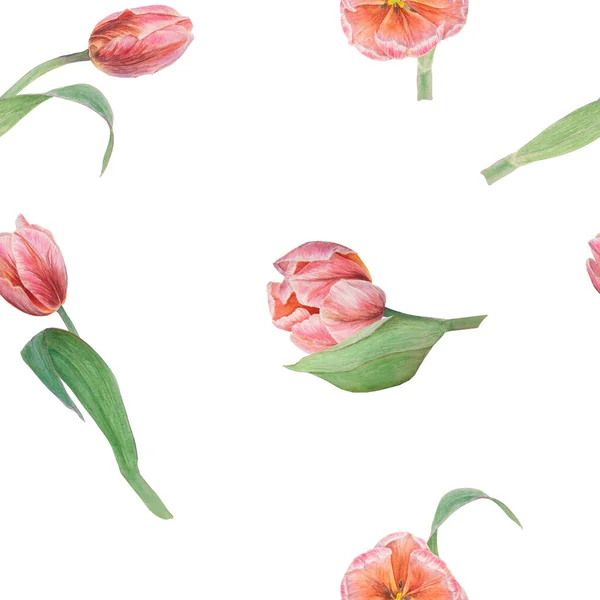 Patrón Sin Costuras Tulipanes Rosados Pintados Acuarela Ilustración Botánica Realista — Foto de Stock