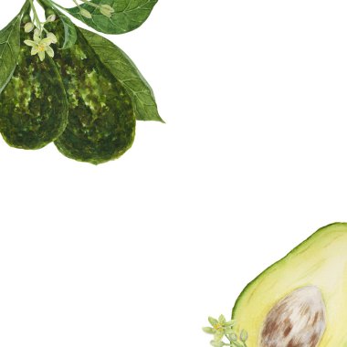 Yapraklı ve çiçekli avokado çerçevesi suluboya elle çizilmiş gerçekçi bir illüstrasyon. Yeşil ve taze salata, sos, guacamole, smoothie malzemesi. Tekstil, menü, kartlar, kağıt, paket için