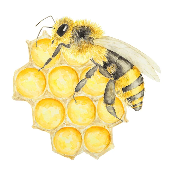 蜜蜂和蜂蜜的水彩画 手绘并隔离在白色背景上 适用于面料 明信片 邀请函 化妆品 烹调书籍等的印刷 — 图库照片