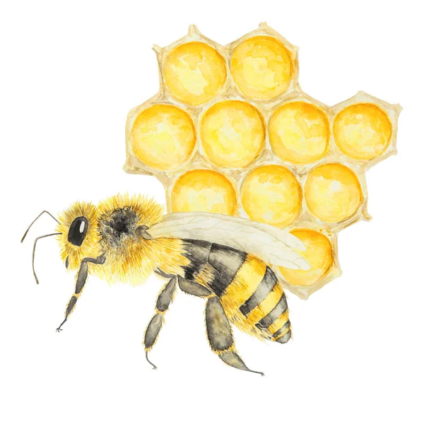 Watercolor Illustration Bee Honey Hand Drawn Isolated White Background Great — Stock Photo, Image