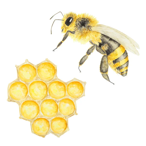 Aquarell Illustration Von Biene Und Honig Handgezeichnet Und Isoliert Auf — Stockfoto