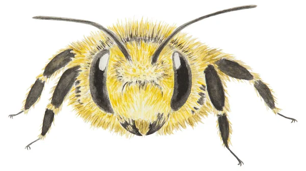 Aquarell Illustration Der Biene Handgezeichnet Und Isoliert Auf Weißem Hintergrund — Stockfoto