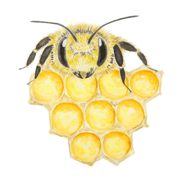 Υδατογραφία Απεικόνιση Της Μέλισσας Και Του Μελιού Χειροποίητο Και Απομονωμένο — Φωτογραφία Αρχείου