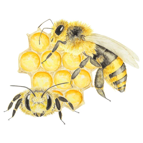 蜂と蜂蜜の水彩イラスト 白地に手描きで孤立 ポストカード 招待状 メニュー 化粧品 料理本などの印刷に最適です — ストック写真