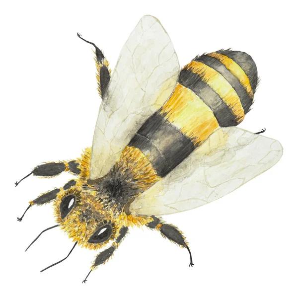 Υδατογραφία Απεικόνιση Της Μέλισσας Χειροποίητο Και Απομονωμένο Λευκό Φόντο Μεγάλη — Φωτογραφία Αρχείου