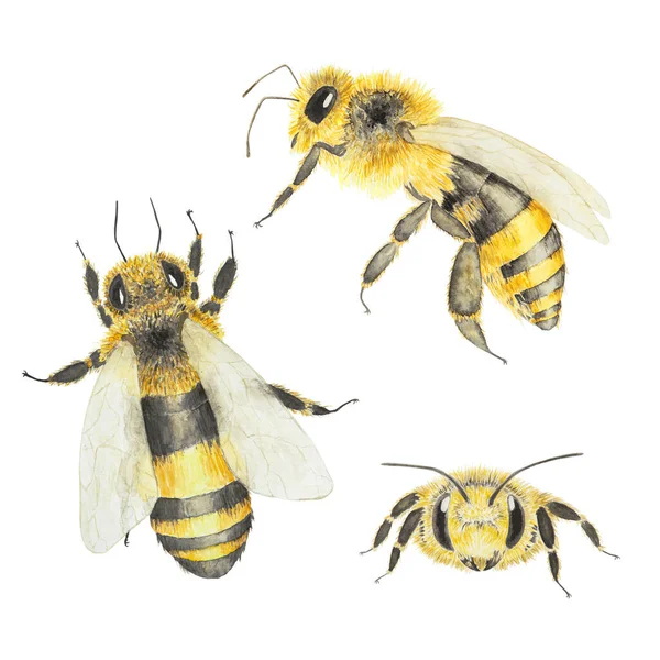 Aquarell Handgezeichnete Biene Isoliert Auf Weißem Hintergrund — Stockfoto
