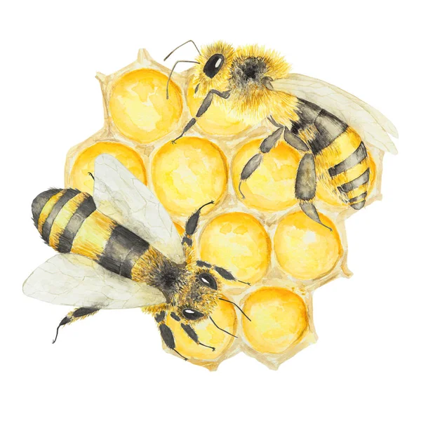 Акварельная Иллюстрация Пчелы Меда Рука Нарисована Изолирована Белом Фоне Отлично — стоковое фото