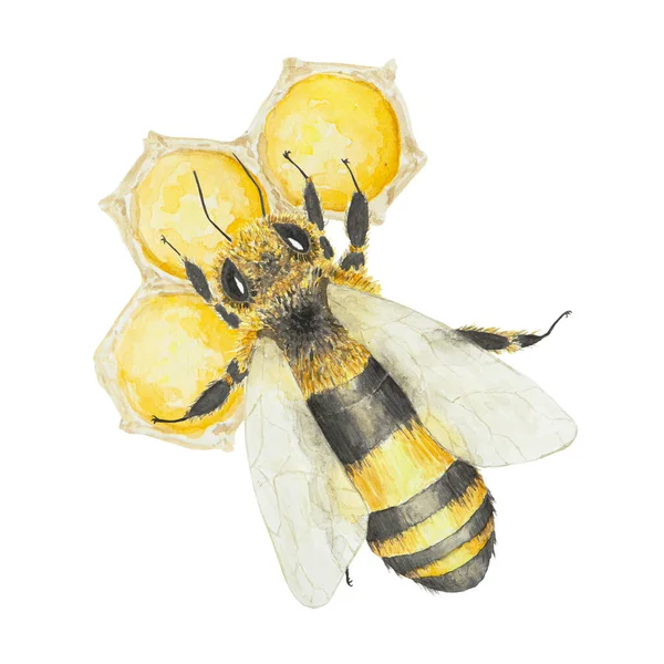 Акварельная Иллюстрация Пчелы Меда Рука Нарисована Изолирована Белом Фоне Отлично — стоковое фото